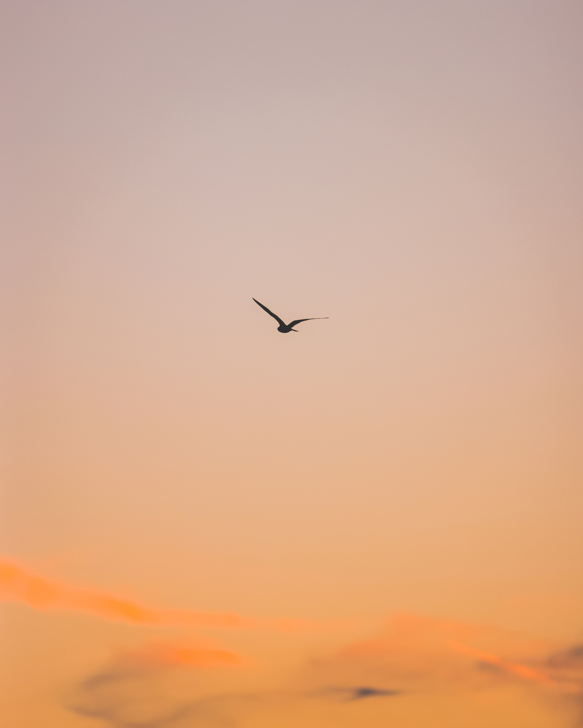 Bird Flying in the Afternoon Sky 